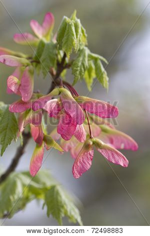 Pink Winged Maple Tree Seeds - Acer circinatum