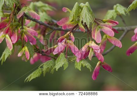 Pink Winged Maple Seed - Acer circinatum