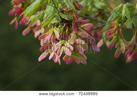 Pink Winged Maple Seed Pods - Acer circinatum