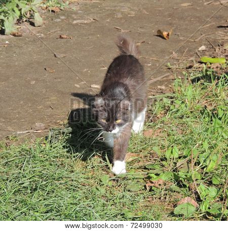 Cat On The Path
