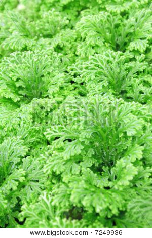Lajia Selaginella