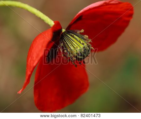 Big red beautiful poppy