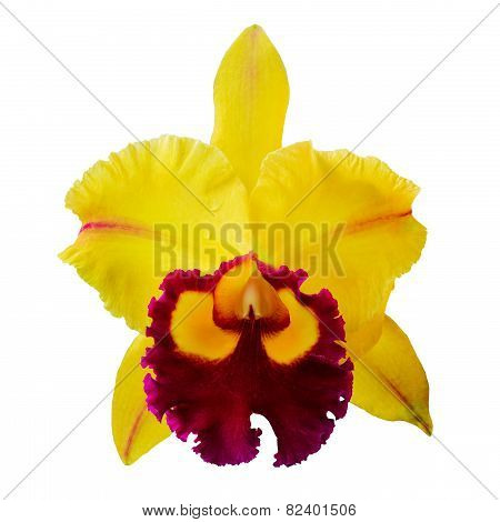 Light Yellow Orchid Flowers Isolated On White Background