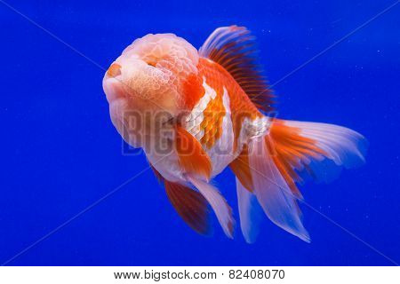 Goldfish in an aquarium with blue background.