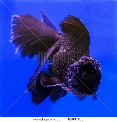 Goldfish in an aquarium with blue background.
