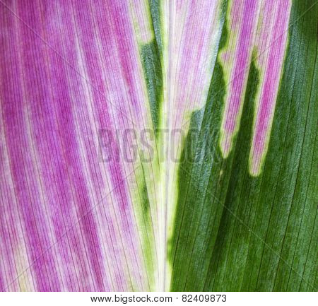 Multi-colored leaves