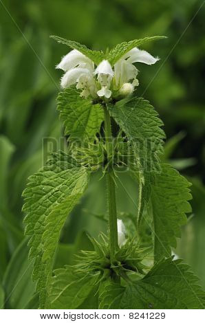 เน็ทขาวตายเทิล - อัลบั้ม Lamium