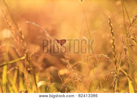 meadow at sunset with moth