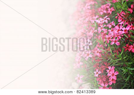 pink flowers