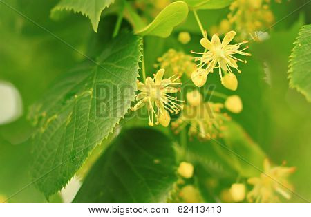 blossoming linden
