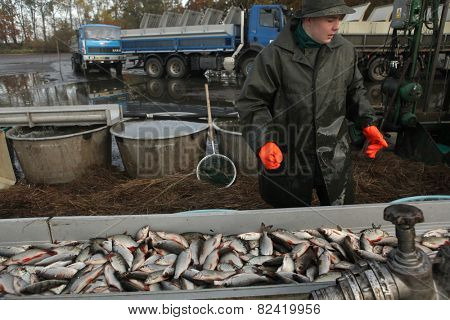 HORUSICE, CZECH REPUBLIC - OCTOBER 21, 2013: Fisherman sorts a fresh catch of rudd (Scardinius erythropthalmus) during a autumn mass fishing at the Horusicky Pond in South Bohemia, Czech Republic.