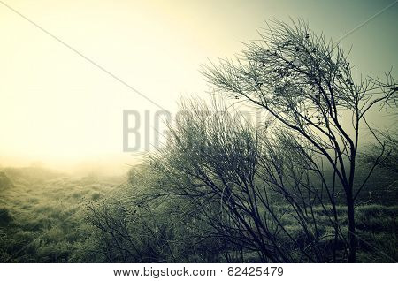 shrubs on a cold icy morning in Borja, Zaragoza, Aragon, Spain.