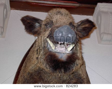マウントされている野生のイノシシ
