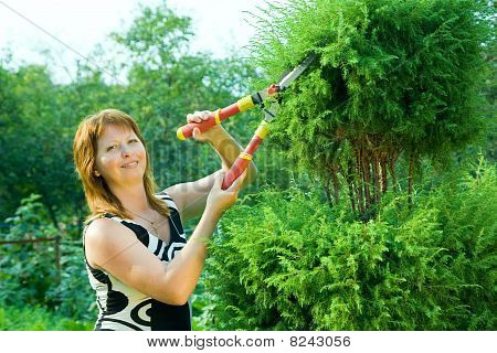 Kvinde skæring Thuja