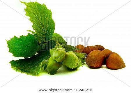 young and old hazelnuts