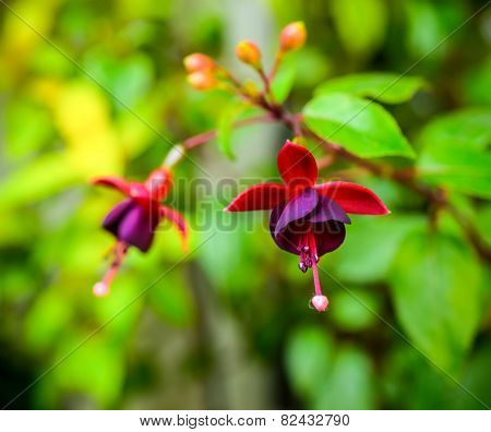 Beautiful Dark Red Fuchsia Flower On The Nature Green Backgroud, ` Huet’s Kwarts`, Closeup