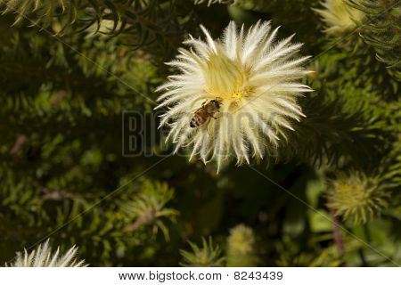 Phylica Pubescens กับผึ้ง