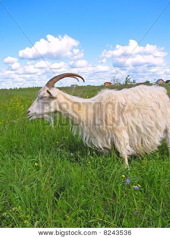 Capra al pascolo