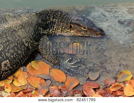 Close Up Face Of Water Monitor Varanus Salvator Lying In Water Pool