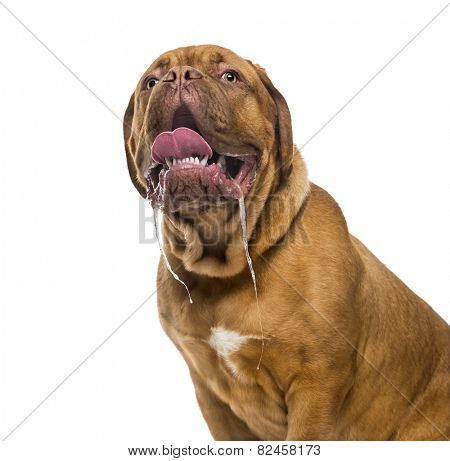 Close-up of a Dogue de bordeaux drooling (6 months old)
