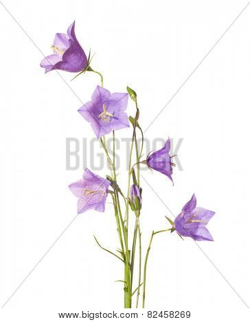 Bluebells isolated on white.  Campanula rotundifolia	 