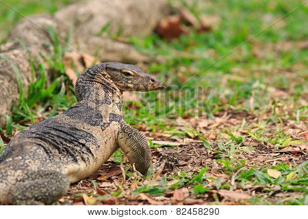 Close Up Face Of Water Monitor Varanus Salvator On Natural Field