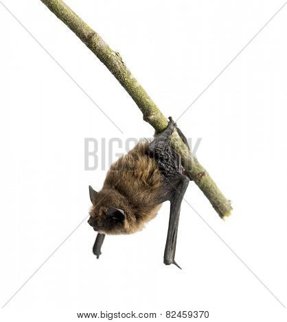 Old common bent-wing bat perched on a branch