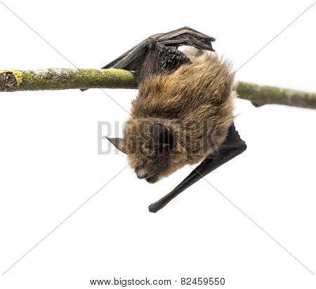 Old common bent-wing bat perched on a branch