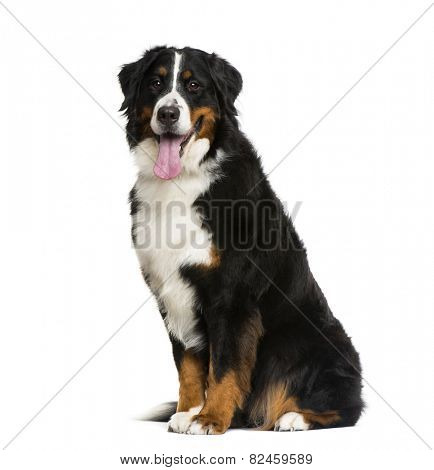 Bernese Mountain Dog