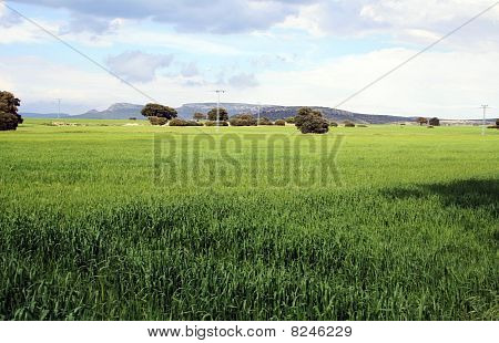 Grass and mountains