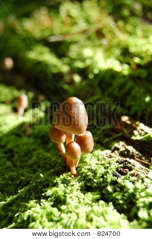 Toadstool