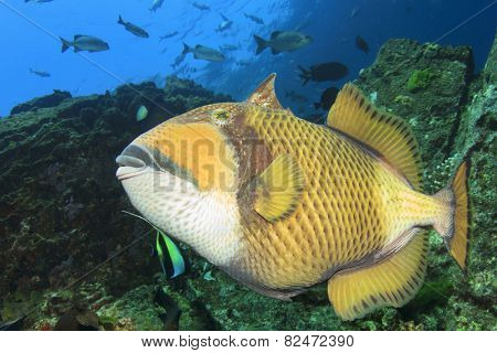 Titan Triggerfish