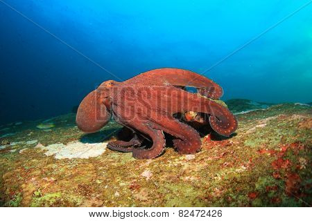 Big Red Octopus on coral reef