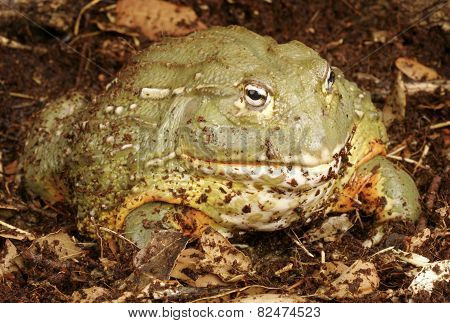 Pixie Frog