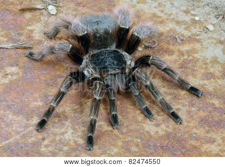Brazilian Red Tarantula