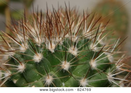 Cactus