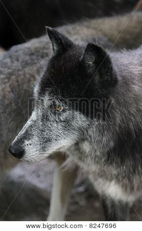 Wolf