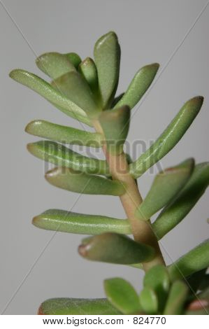 Een plant