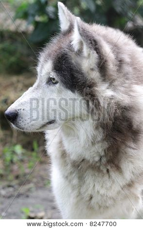 Wolf