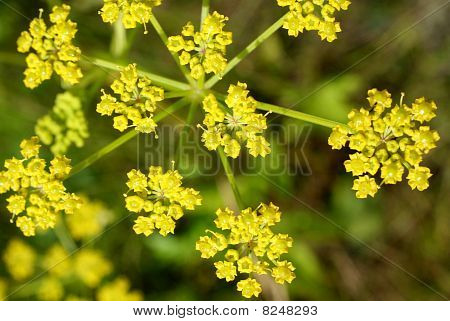 ดอกไม้ parsnip (pastinaca ซา)