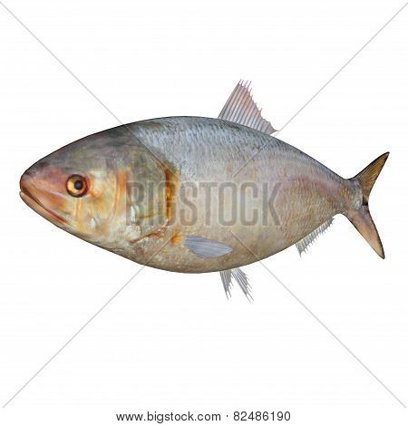 Ilish fish