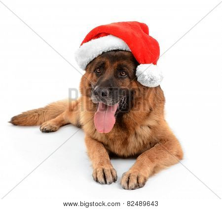 Funny cute dog in Christmas hat isolated on white