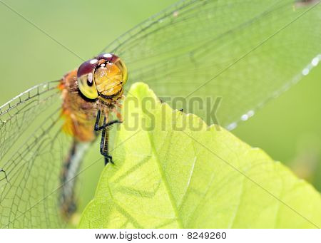 Yakut Meadowhawk