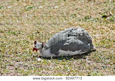 Guinea fowl sitting on grass