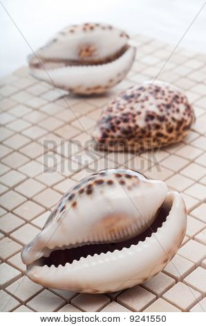 Conchas de Búzios