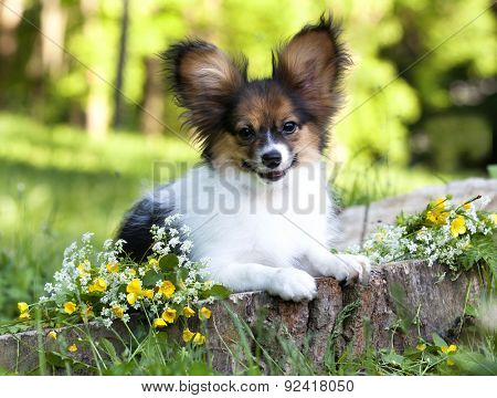 papillon puppy