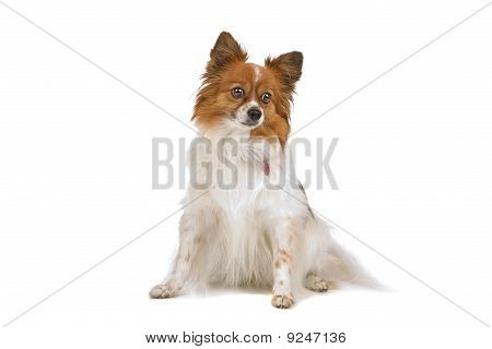 Papillon (PhalÃ¨ne, Butterfly, Eichhörnchen)