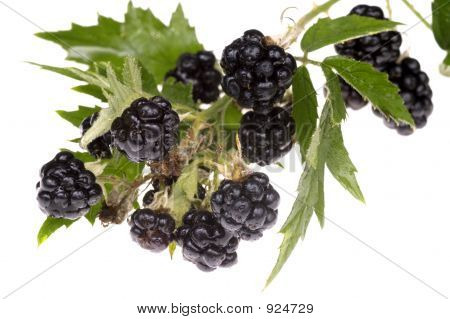BlackBerry Brunch