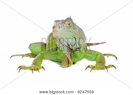 Iguana verde, iguana comune