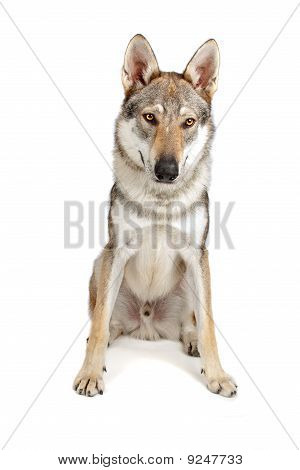 สุนัข Czechoslovakian wolfhound